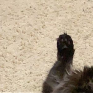 Meet your Posher, Kayla